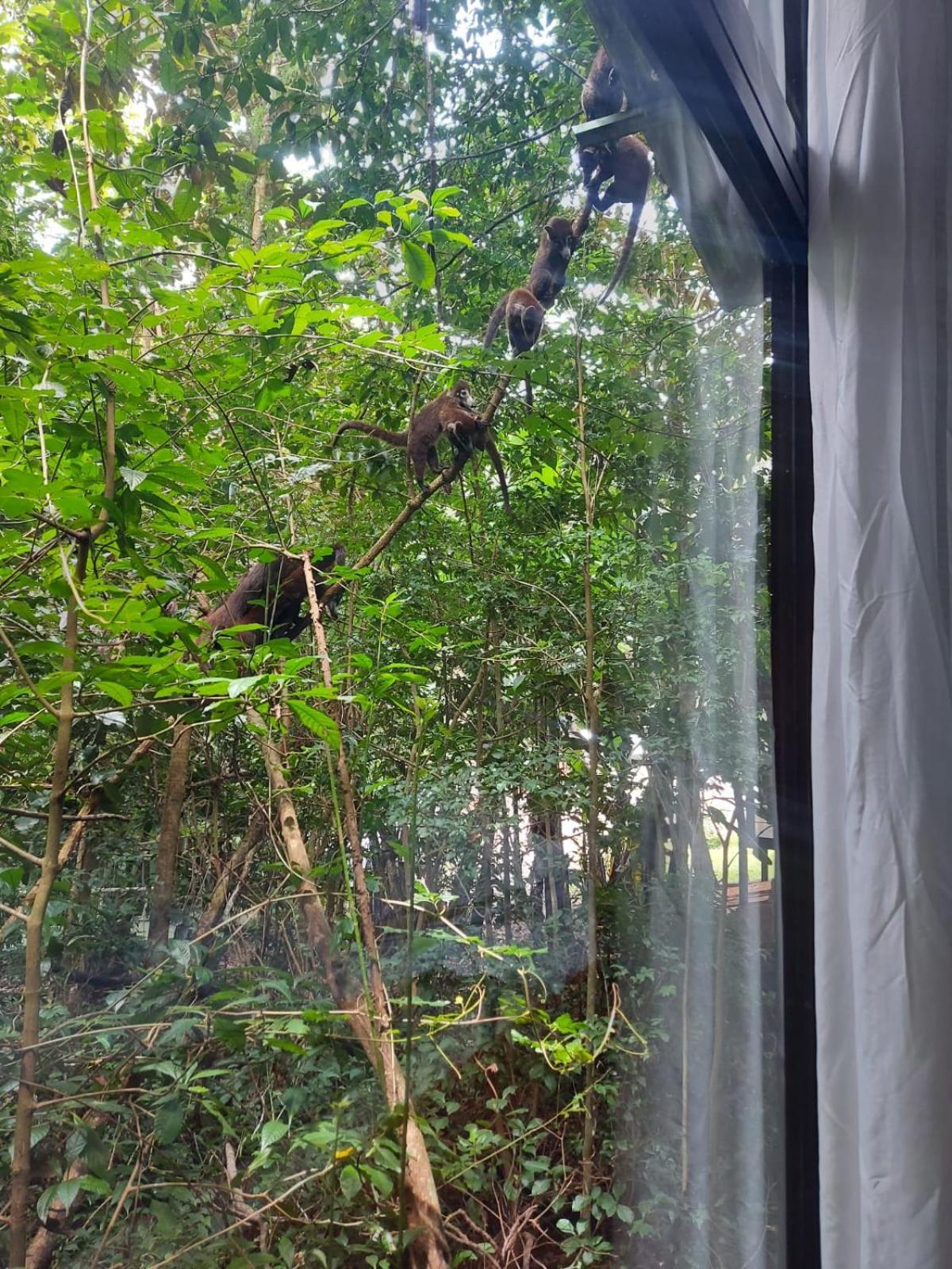 Jungle Living Tree Houses Monteverde Exterior photo