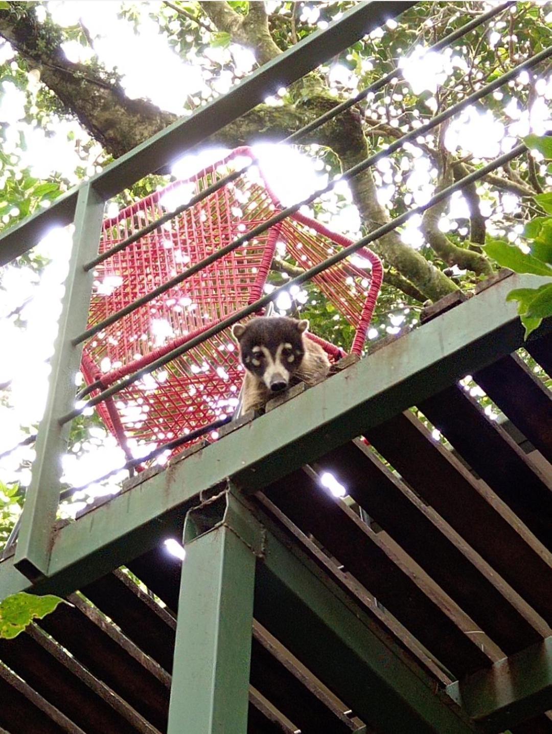 Jungle Living Tree Houses Monteverde Exterior photo